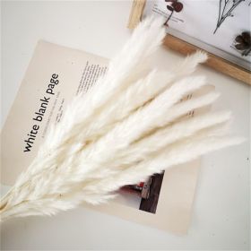 Dried Flowers Pampas Grass Mixed Bunny Rabbit Tail Lagurus Bouquet Wedding Christmas Decoration Natural Reed Flower Home Decora (Color: white pampa, size: 30pcs)